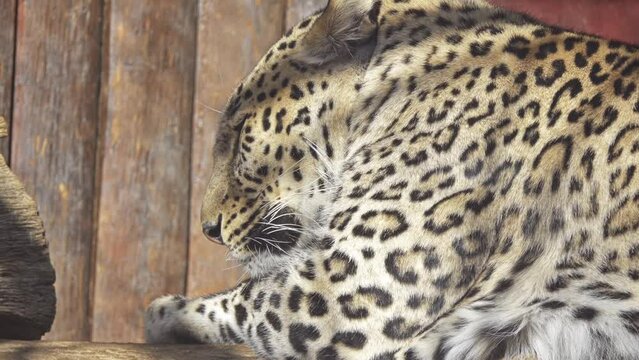 leopard (Panthera pardus) in genus Panthera