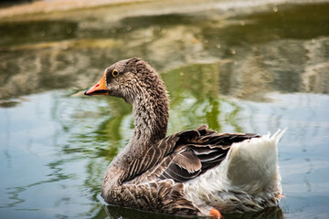 Ducks cooling off in the pond