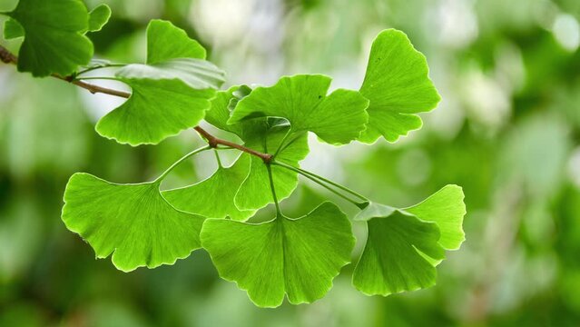 Ginkgo biloba, gingko maidenhair tree, is tree native to China. It is last living species in order Ginkgoales, which first appeared over 290 million years ago.
