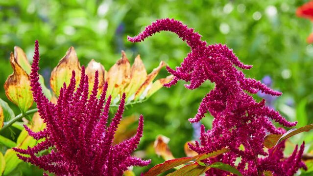 Amaranthus caudatus is annual flowering plant. It goes by common names such as love-lies-bleeding, pendant amaranth, tassel flower, velvet flower, foxtail amaranth, and quilete.