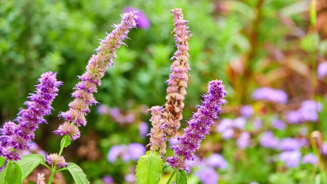 Agastache rugosa wrinkled giant hyssop, purple giant hyssop, Indian mint, blue licorice, huo xiang, and Chinese patchouli, is aromatic herb in mint family, native to East Asia.