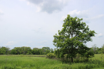 Obraz premium Single red oak tree in a field with a dark cloud at Wayside Woods in Morton Grove, Illinois