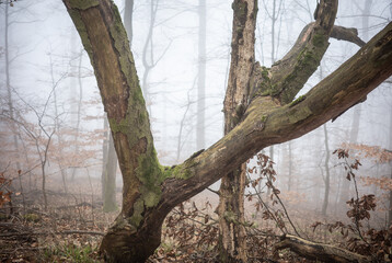 The forest in a fog.