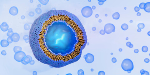 Liposome cross-section with liquid or cytoplasm enclosed by a lipid bilayer. The lipid bilayer is formed by phospholipids with a hydrophilic head (blue) and hydrophobic tails (yellow), 3d illustration
