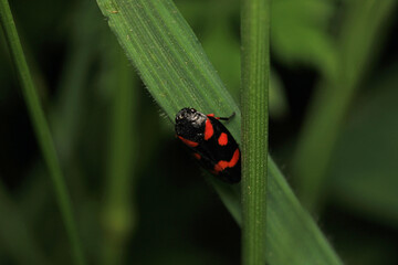 cercopis vulnerata red insect photo