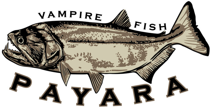 PAYARA VAMPIRE FISH