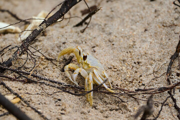 Ghost Crab on a Beach