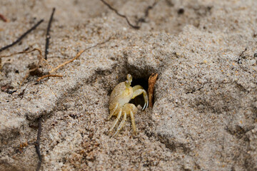 Ghost Crab on a Beach
