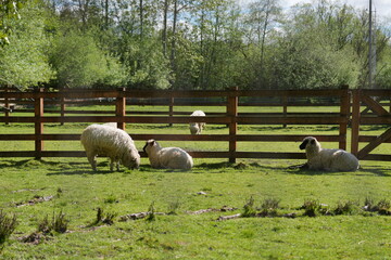 sheep in a field