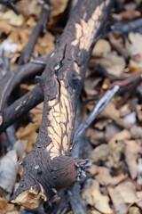 burnt tree, limb, branch, pattern, wood, close-up, ground, dead, 