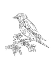 hand drawn sketch of a bird isolated coloring page