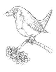 hand drawn sketch of a bird isolated coloring page