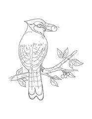 hand drawn sketch of a bird isolated coloring page
