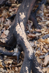 Burnt tree limb on the ground