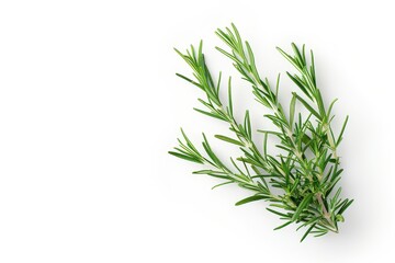 Fototapeta premium Top view of isolated rosemary on white background