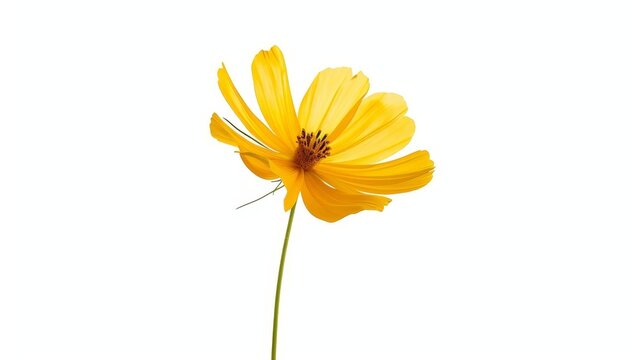 graceful yellow cosmos flower blooming in isolation on pure white background minimalist floral illustration