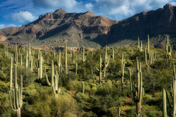 Superstition Mountain with Saguaro Cacti