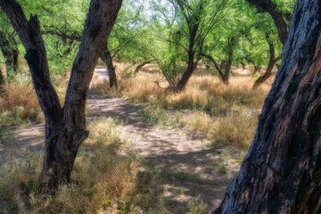 Mesquite Forest in the Desert