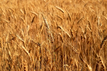 Ears of wheat, yellow field background, nature. Rich summer harvest, agriculture, food production. Lack of food wheat, export of wheat from Ukraine.
