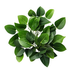 Obraz premium green leaves isolated on white background