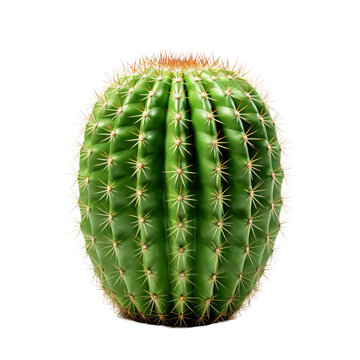 cactus isolated on white background