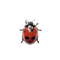 lady bug isolated on white background
