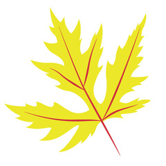 Fototapeta premium Autumn Leaves