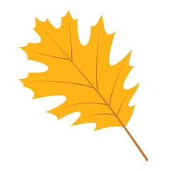 autumn maple leaf