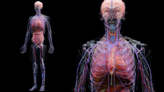 Human anatomy, internal organs and bones, loop animation, respiratory  and digestive and nervous venous circulatory system parts on black background, intestine and stomach, male Skeleton, 3d render