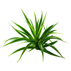Fototapeta premium Green Plant with Long Narrow Leaves on white Background