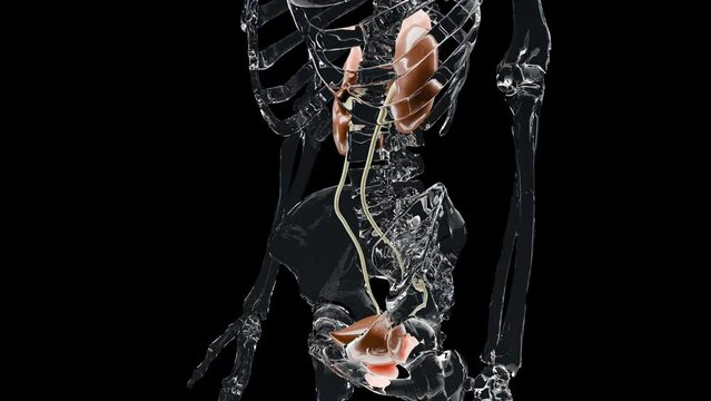 urinary system, detailed male bladder and Kidney anatomy, Urology medical, reproductive system, glass, loop animation, 3d render
