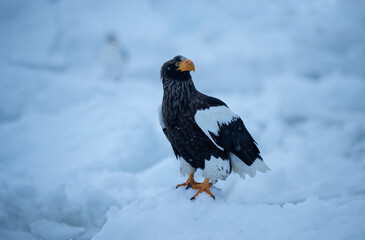 あっ、あれは何だ？