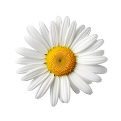 daisy isolated on white background