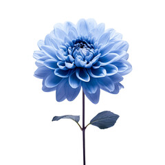blue flowers isolated on white