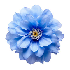 Fototapeta premium blue flower, white background, png