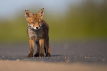 cute red fox cub standing alone on tarmac country road isolated green meadow backdrop