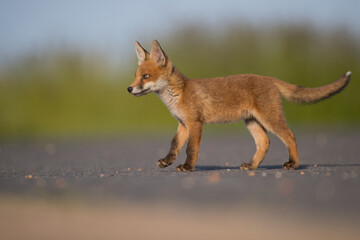Fototapeta premium red fox cub side photo isolated green backdrop on tarmarc road, vulpes vulpes, united kingdom
