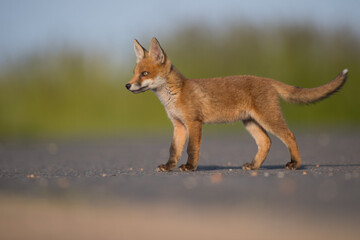 red fox cub side photo isolated green backdrop on tarmarc road, vulpes vulpes, united kingdom