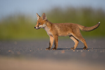 red fox cub side photo isolated green backdrop on tarmarc road, vulpes vulpes, united kingdom