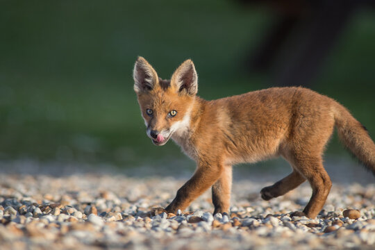 red fox cub licking face