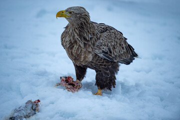 餌をゲットし、余裕で辺りを見回すオジロワシ