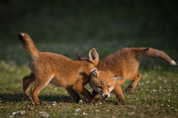 Fototapeta premium Close up of two playful Red fox cubs (Vulpes vulpes) in the field of grass, local park urban. United Kingdom 