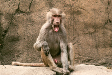 Fototapeta premium baboon sitting on a rock