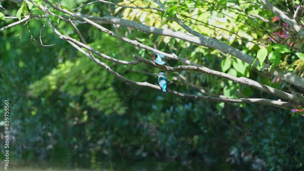 Canvas Prints common kingfisher in a pond