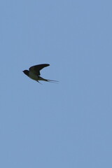 barn swallow in flight