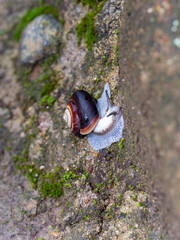 石段を這うカタツムリ