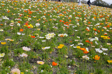 Beautiful poppy flower garden. The Expo 70 Commemorative Park, Osaka, Japan