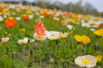Beautiful poppy flower garden. The Expo 70 Commemorative Park, Osaka, Japan