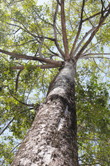 Fototapeta premium Big and tall tree with branches