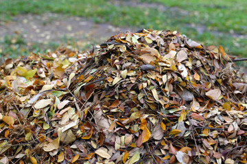 Brown dried leaves of rain tree. Dried leaves for composting